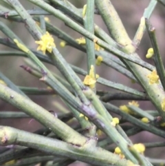 Exocarpos strictus at Paddys River, ACT - 3 Oct 2021