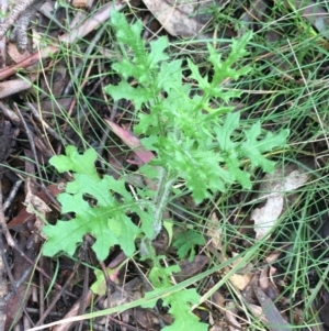 Senecio bathurstianus at Paddys River, ACT - 3 Oct 2021