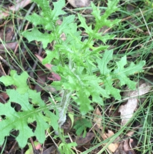 Senecio bathurstianus at Paddys River, ACT - 3 Oct 2021