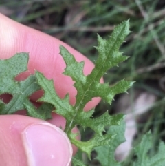 Senecio bathurstianus at Paddys River, ACT - 3 Oct 2021