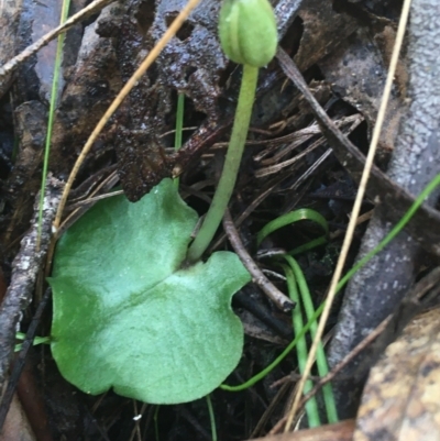 Corysanthes sp. (A Helmet Orchid) at Paddys River, ACT - 2 Oct 2021 by Ned_Johnston