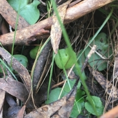 Corysanthes sp. at suppressed - 3 Oct 2021