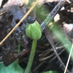 Corysanthes sp. at suppressed - suppressed