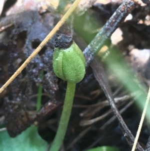 Corysanthes sp. at suppressed - suppressed