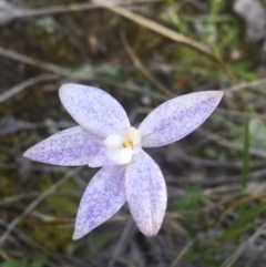 Glossodia major (Wax Lip Orchid) at Black Mountain - 2 Oct 2021 by Ned_Johnston