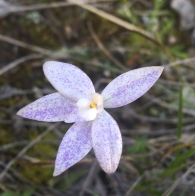 Glossodia major (Wax Lip Orchid) at Watson, ACT - 2 Oct 2021 by NedJohnston