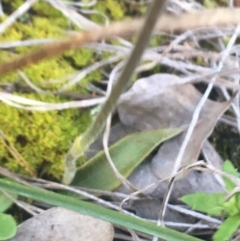 Glossodia major at Watson, ACT - suppressed