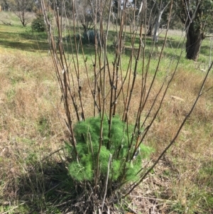 Foeniculum vulgare at O'Connor, ACT - 2 Oct 2021 10:06 AM