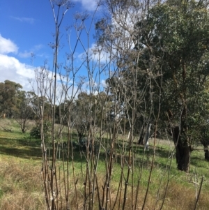 Foeniculum vulgare at O'Connor, ACT - 2 Oct 2021 10:06 AM