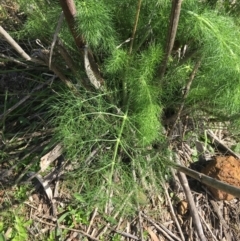 Foeniculum vulgare at O'Connor, ACT - 2 Oct 2021 10:06 AM