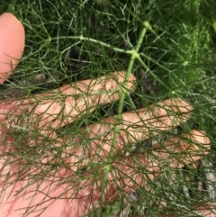 Foeniculum vulgare at O'Connor, ACT - 2 Oct 2021 10:06 AM