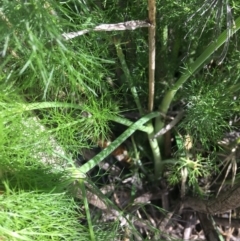 Foeniculum vulgare at O'Connor, ACT - 2 Oct 2021