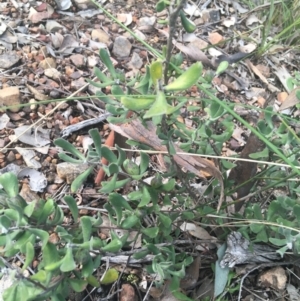 Persoonia rigida at Watson, ACT - 2 Oct 2021 04:51 PM