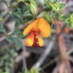 Pultenaea procumbens (Bush Pea) at Dryandra St Woodland - 1 Oct 2021 by Ned_Johnston