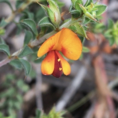 Pultenaea procumbens (Bush Pea) at O'Connor, ACT - 1 Oct 2021 by Ned_Johnston