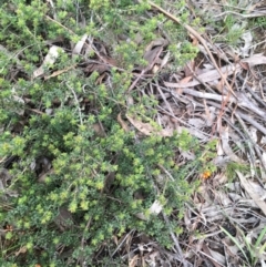 Pultenaea procumbens at O'Connor, ACT - 1 Oct 2021