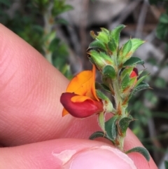 Pultenaea procumbens at O'Connor, ACT - 1 Oct 2021