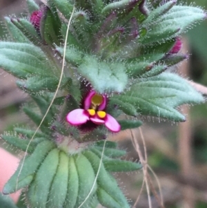 Parentucellia latifolia at O'Connor, ACT - 1 Oct 2021