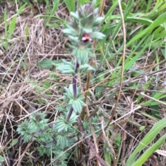 Parentucellia latifolia at O'Connor, ACT - 1 Oct 2021