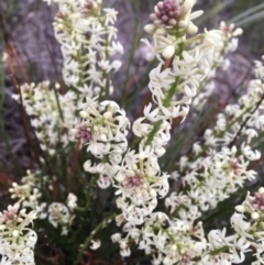 Stackhousia monogyna (Creamy Candles) at O'Connor, ACT - 1 Oct 2021 by NedJohnston