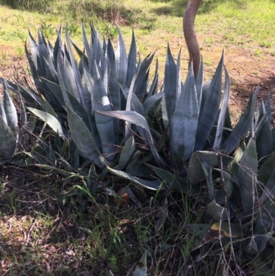 Agave americana (Century Plant) at Bruce Ridge - 2 Oct 2021 by NedJohnston