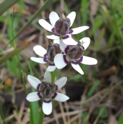 Wurmbea dioica subsp. dioica (Early Nancy) at Bruce Ridge - 2 Oct 2021 by NedJohnston