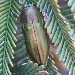 Melobasis propinqua (Propinqua jewel beetle) at Acton, ACT - 4 Oct 2021 by NedJohnston