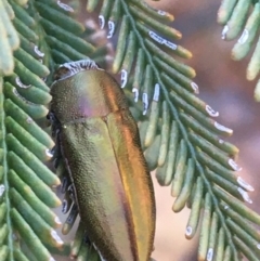 Melobasis propinqua at Acton, ACT - 4 Oct 2021