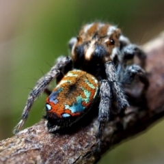 Maratus calcitrans (Kicking peacock spider) at Aranda, ACT - 4 Oct 2021 by UserUQYHmdee