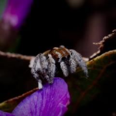 Maratus calcitrans at Aranda, ACT - 4 Oct 2021