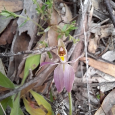 Caladenia carnea (Pink Fingers) at Paddys River, ACT - 4 Oct 2021 by rangerstacey