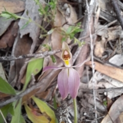 Caladenia carnea (Pink fingers) at Paddys River, ACT - 4 Oct 2021 by rangerstacey