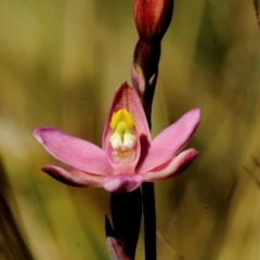 Thelymitra carnea (Tiny Sun Orchid) at Glenquarry, NSW - 3 Oct 2021 by Snowflake