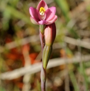 Thelymitra carnea at Glenquarry, NSW - 4 Oct 2021