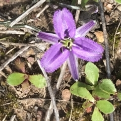 Thysanotus patersonii (Twining Fringe Lily) at Black Mountain - 24 Sep 2021 by MattFox