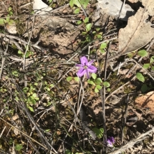 Thysanotus patersonii at Molonglo Valley, ACT - 24 Sep 2021