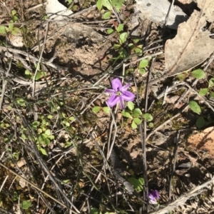 Thysanotus patersonii at Molonglo Valley, ACT - 24 Sep 2021 10:17 AM