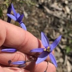 Stypandra glauca (Nodding Blue Lily) at Bruce Ridge - 19 Sep 2021 by MattFox