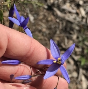 Stypandra glauca at O'Connor, ACT - 19 Sep 2021