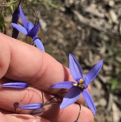 Stypandra glauca (Nodding Blue Lily) at O'Connor, ACT - 19 Sep 2021 by MattFox