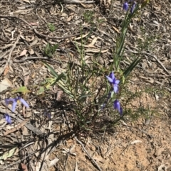 Stypandra glauca at O'Connor, ACT - 19 Sep 2021