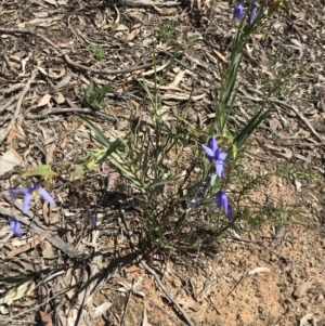 Stypandra glauca at O'Connor, ACT - 19 Sep 2021 11:32 AM