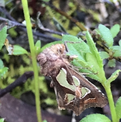 Cosmodes elegans (Green Blotched Moth) at Watson, ACT - 23 Sep 2021 by MattFox
