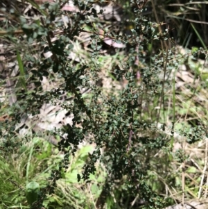 Bursaria spinosa subsp. lasiophylla at Cotter River, ACT - 4 Oct 2021