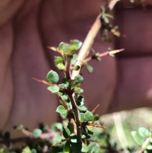 Bursaria spinosa subsp. lasiophylla at Cotter River, ACT - 4 Oct 2021