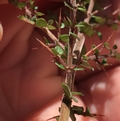 Bursaria spinosa subsp. lasiophylla at Cotter River, ACT - 4 Oct 2021