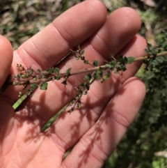 Bursaria spinosa subsp. lasiophylla at Cotter River, ACT - 4 Oct 2021