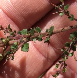 Bursaria spinosa subsp. lasiophylla at Cotter River, ACT - 4 Oct 2021