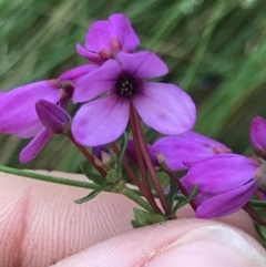 Tetratheca bauerifolia (Heath Pink-bells) at Cotter River, ACT - 4 Oct 2021 by MattFox