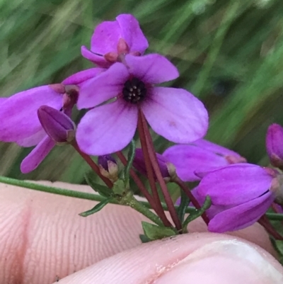 Tetratheca bauerifolia (Heath Pink-bells) at Cotter River, ACT - 4 Oct 2021 by MattFox